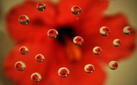 Red Hibiscus�